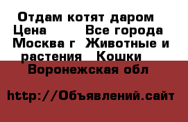 Отдам котят даром › Цена ­ 10 - Все города, Москва г. Животные и растения » Кошки   . Воронежская обл.